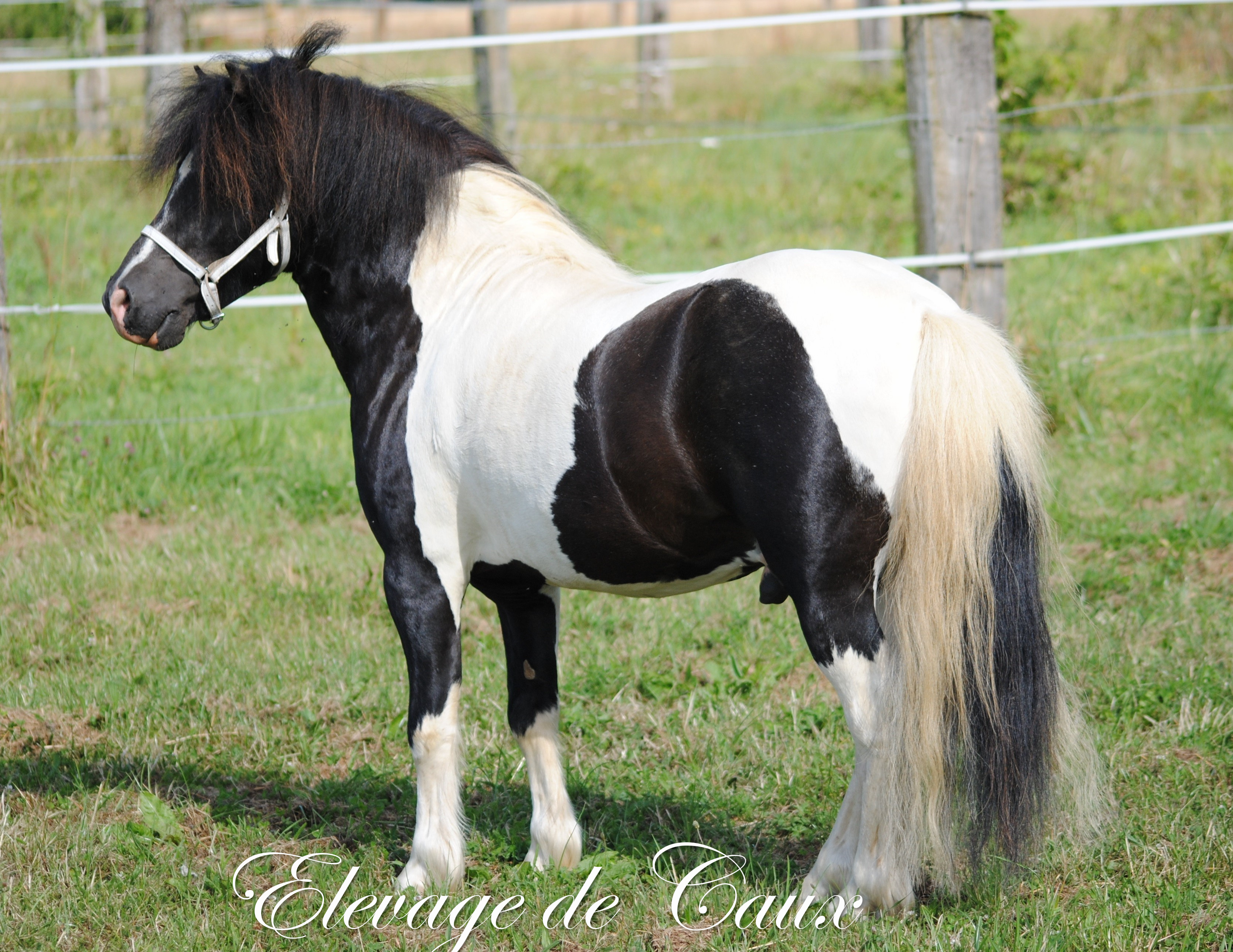 Etalons Shetland Elevage de Caux Poneys et Bovins Galloway